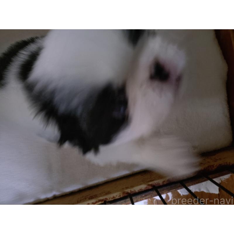 販売中の愛媛県の狆 (チン)-423245の3枚目