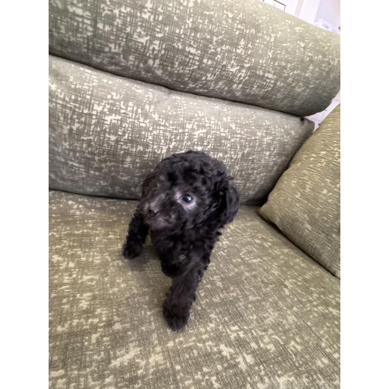 販売中の福岡県のタイニープードル-423254の6枚目