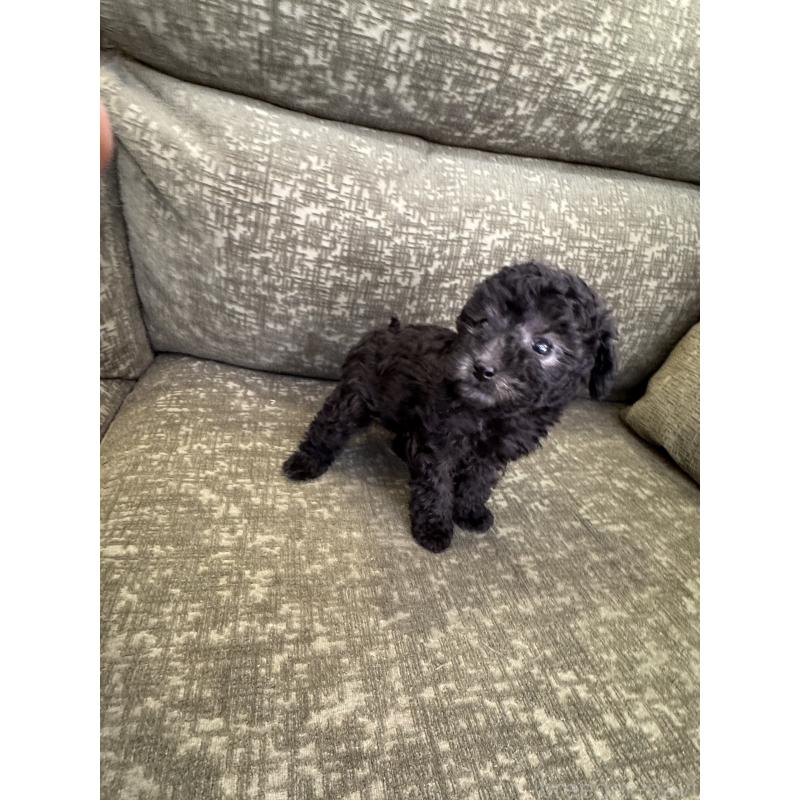 販売中の福岡県のタイニープードル-423254の5枚目