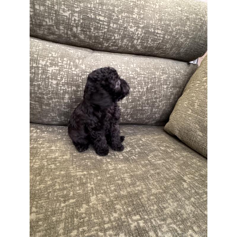 販売中の福岡県のタイニープードル-423254の4枚目