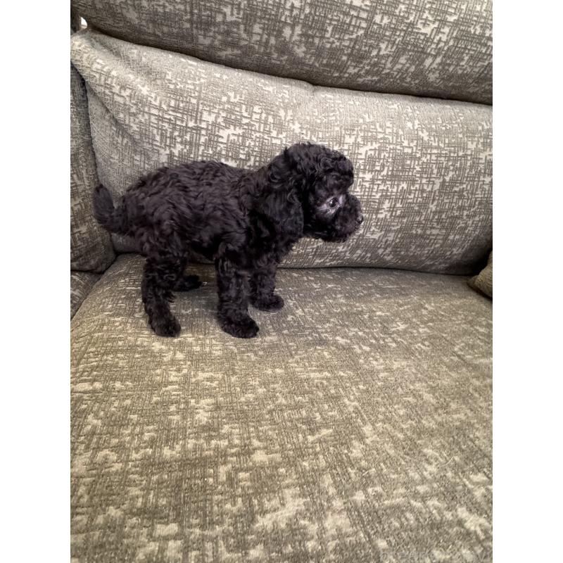 販売中の福岡県のタイニープードル-423254の3枚目