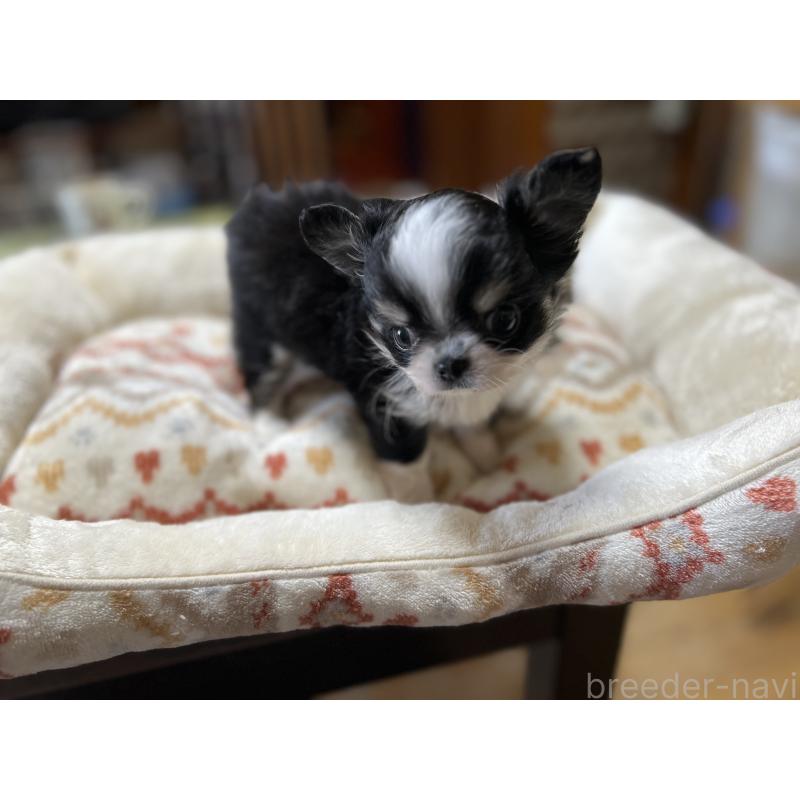 販売中の群馬県のチワワ(ロングコート)-423260の5枚目