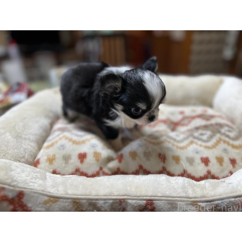 販売中の群馬県のチワワ(ロングコート)-423260の4枚目