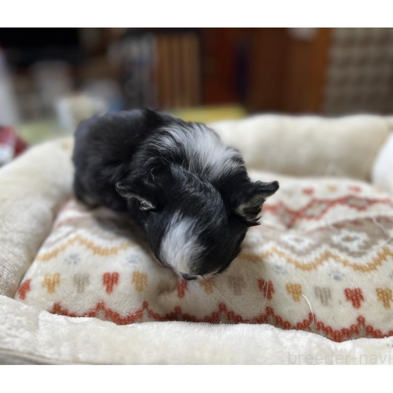 販売中の群馬県のチワワ(ロングコート)-423260の3枚目