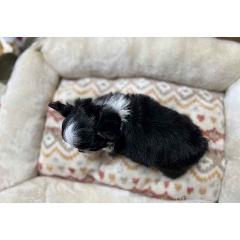 販売中の群馬県のチワワ(ロングコート)-423260の2枚目