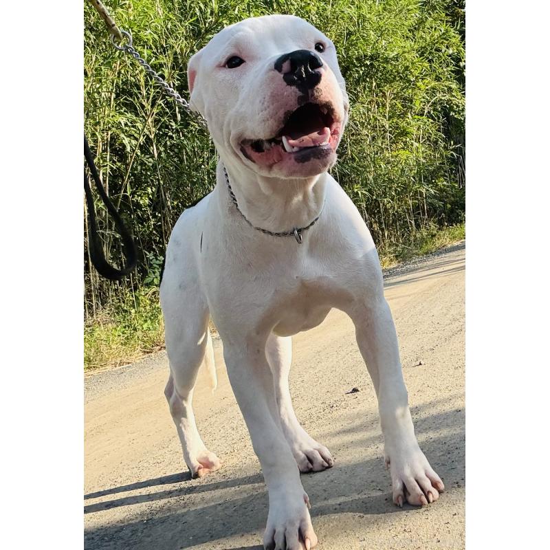 販売中の神奈川県のアメリカンピットブルテリア-392579の1枚目