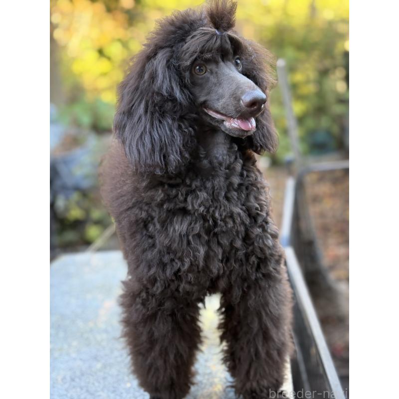 販売中の長野県のミディアムプードル-423266の2枚目