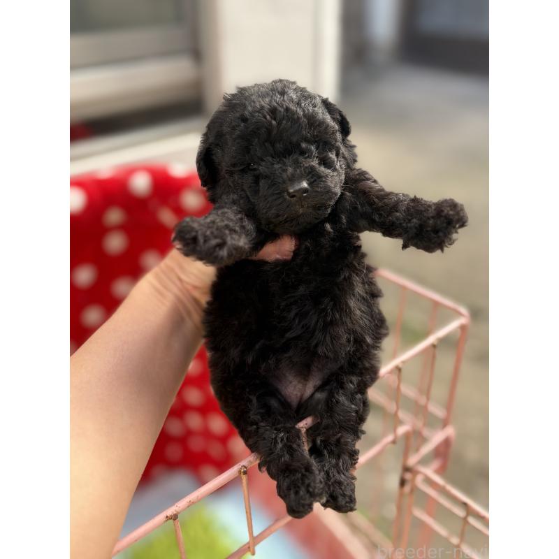 販売中の静岡県のトイプードル-423286の6枚目