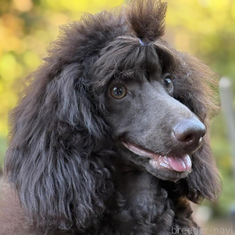 販売中の長野県のミディアムプードル-423266