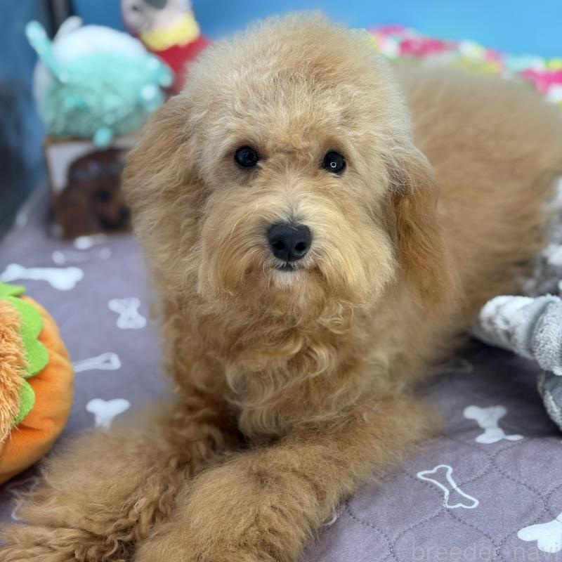 販売中の長野県のミディアムプードル-423271の4枚目