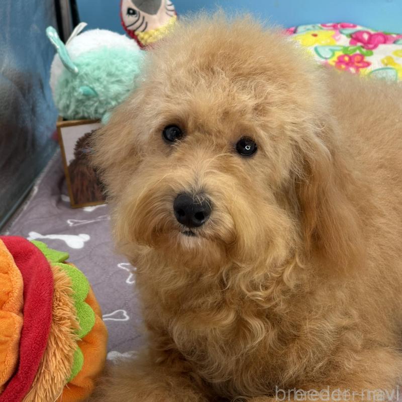 販売中の長野県のミディアムプードル-423271の3枚目