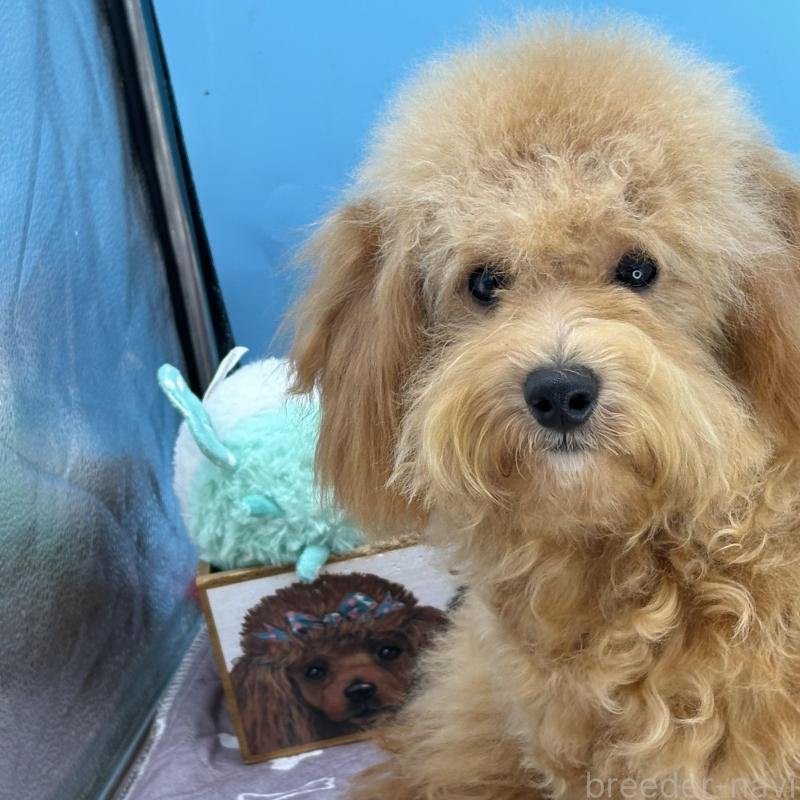 販売中の長野県のミディアムプードル-423271の2枚目