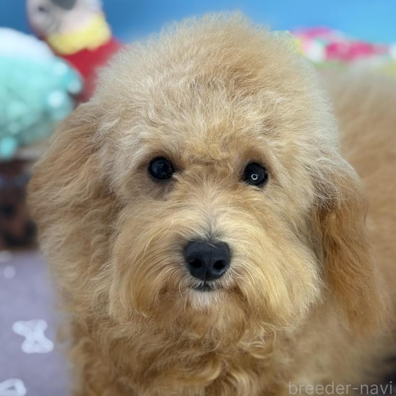 販売中の長野県のミディアムプードル-423271の1枚目