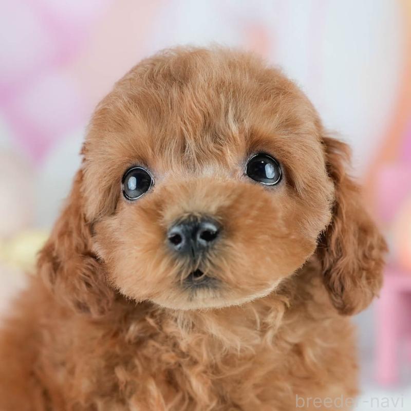 販売中の茨城県のタイニープードル-423294の1枚目