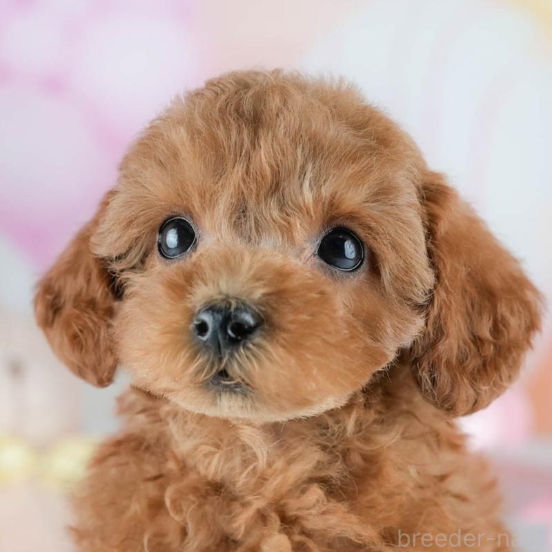 販売中の茨城県のタイニープードル-423294の8枚目