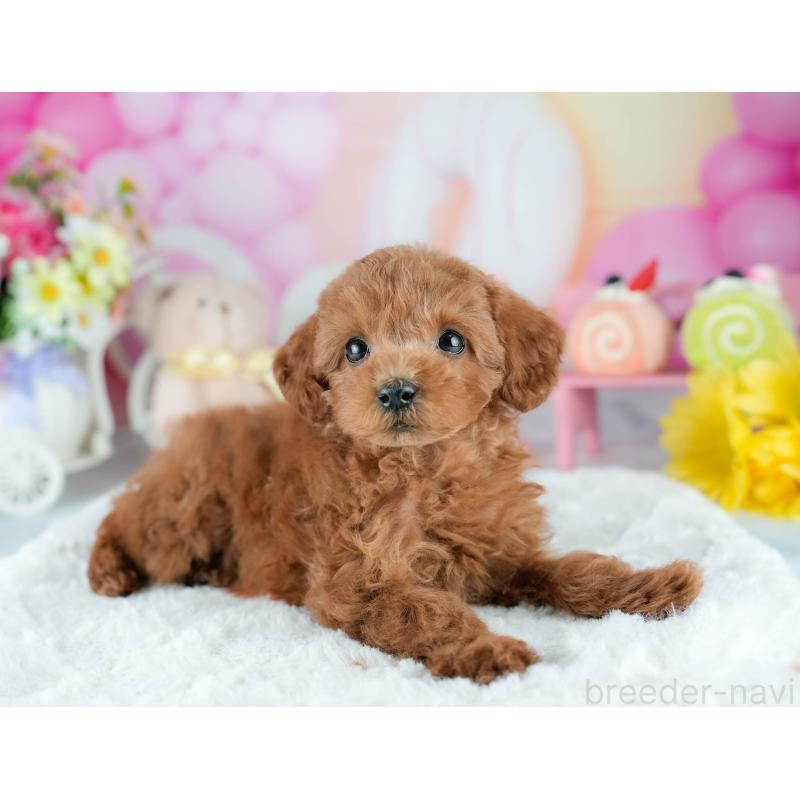 販売中の茨城県のタイニープードル-423294の7枚目