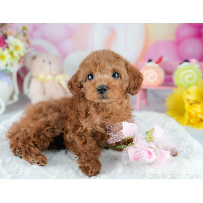 販売中の茨城県のタイニープードル-423294の6枚目