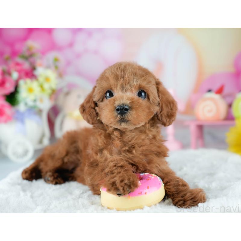 販売中の茨城県のタイニープードル-423294の5枚目