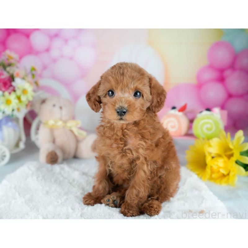 販売中の茨城県のタイニープードル-423294の4枚目