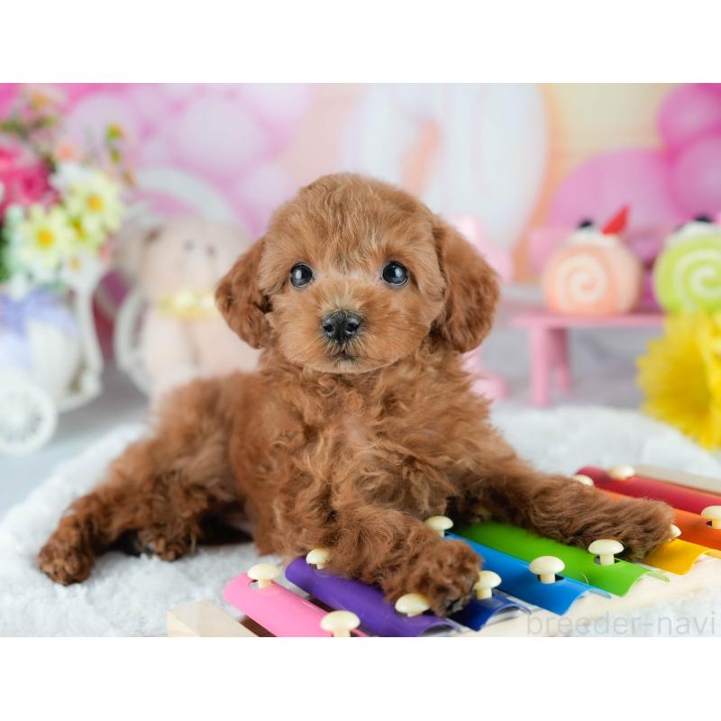 販売中の茨城県のタイニープードル-423294の3枚目