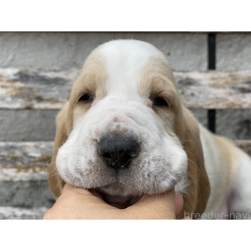 販売中の岐阜県のバセットハウンド-423282の2枚目