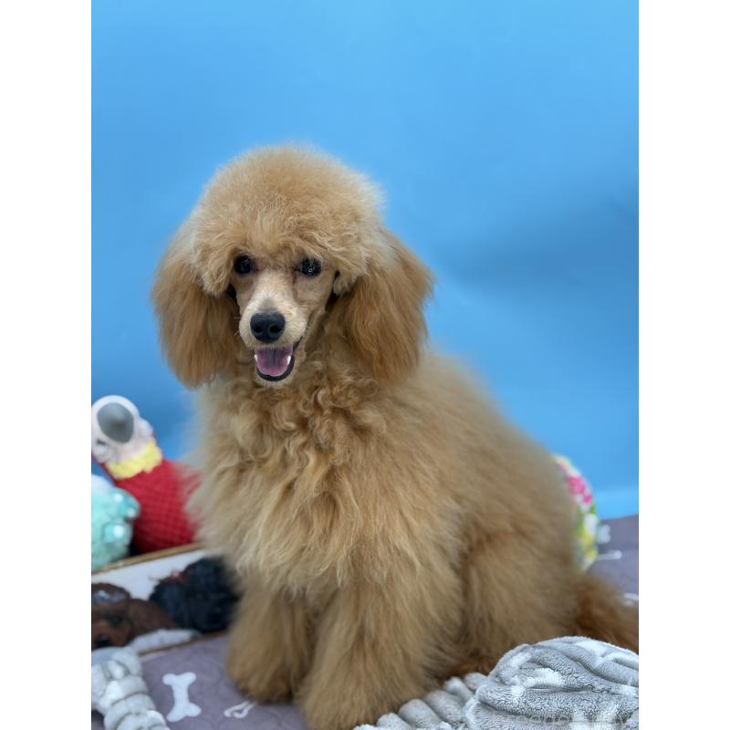 販売中の長野県のミディアムプードル-423284の2枚目