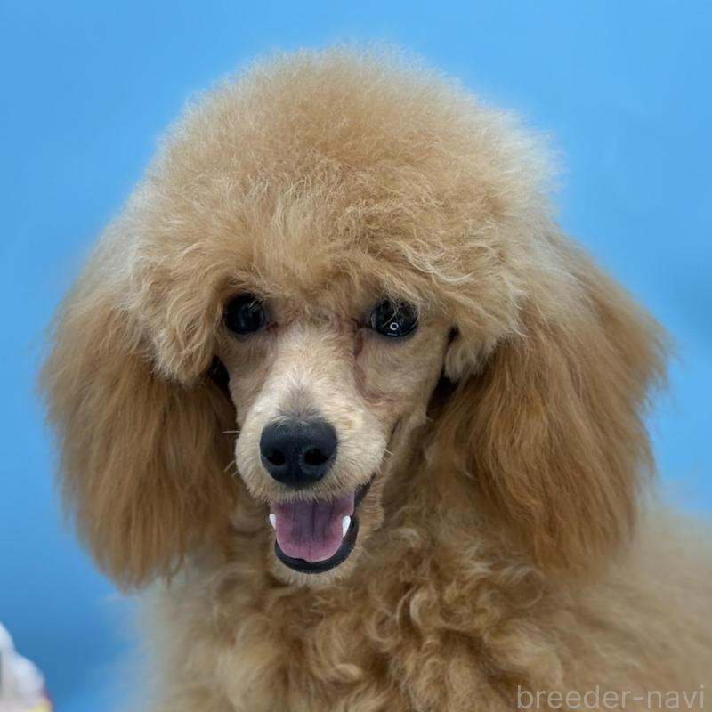 販売中の長野県のミディアムプードル-423284