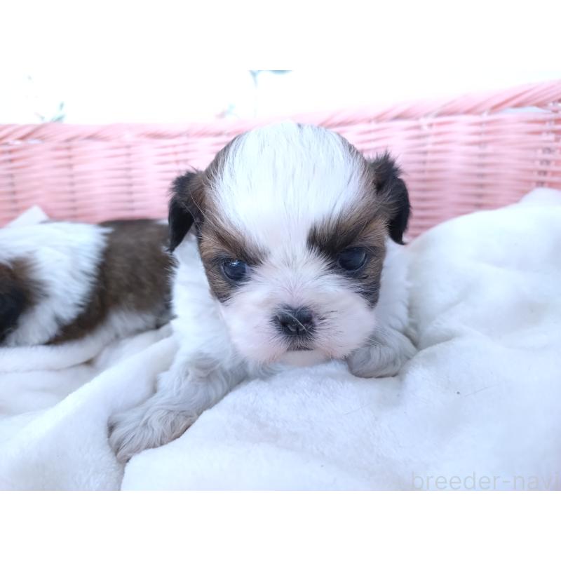 販売中の大阪府のシーズー-423292の12枚目