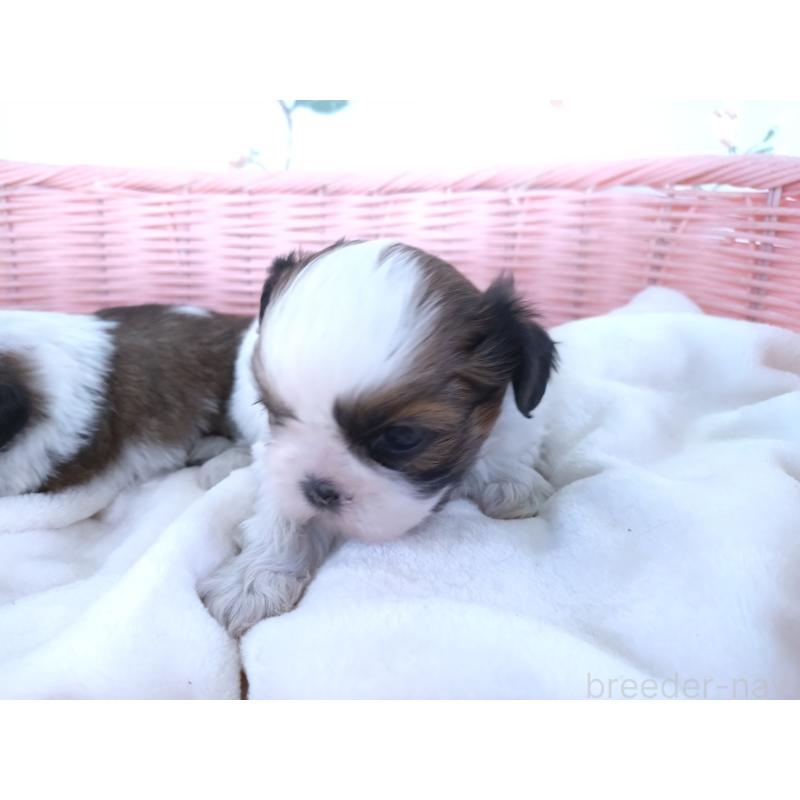 販売中の大阪府のシーズー-423292の11枚目