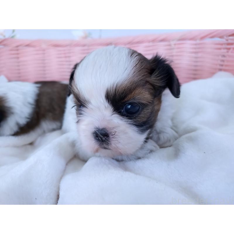 販売中の大阪府のシーズー-423292の10枚目