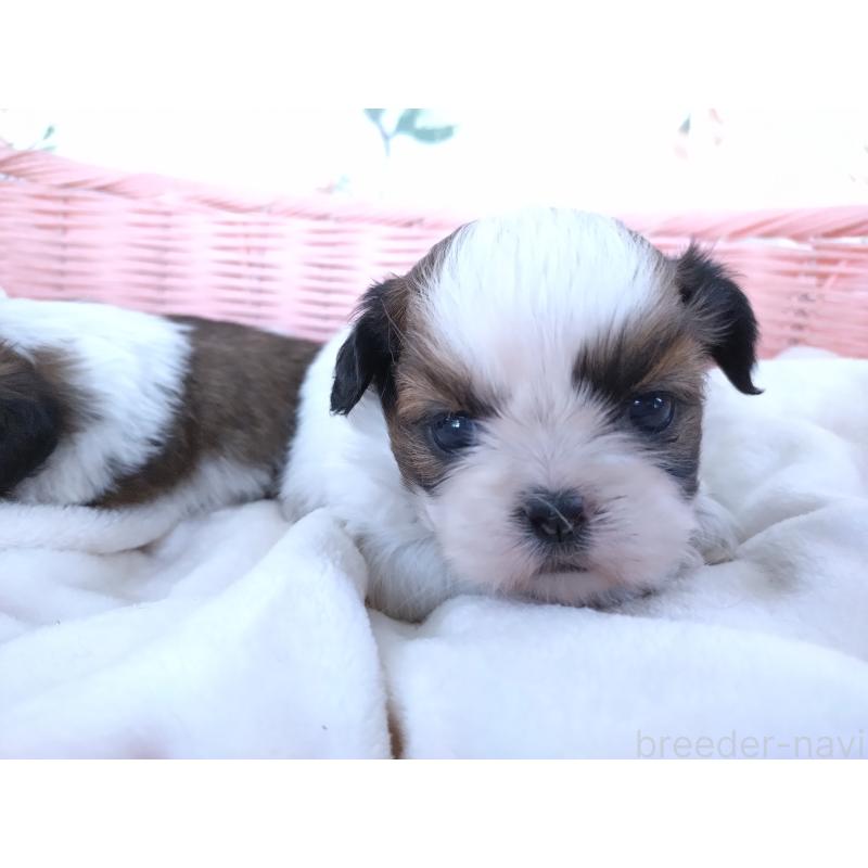 販売中の大阪府のシーズー-423292の9枚目