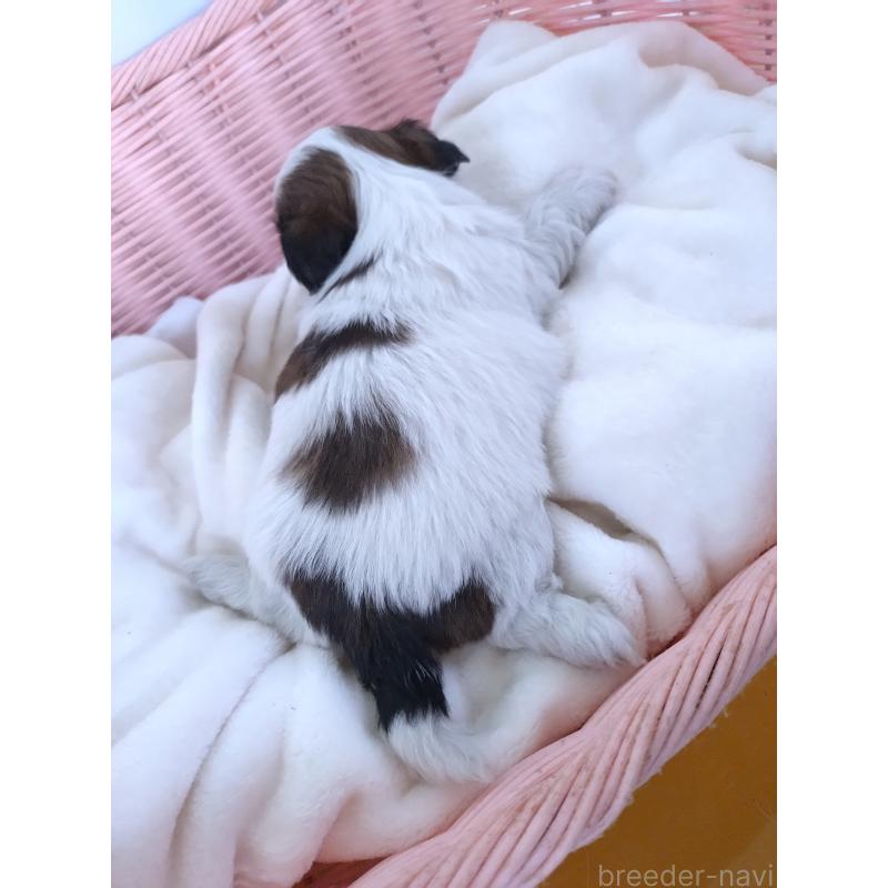 販売中の大阪府のシーズー-423292の8枚目