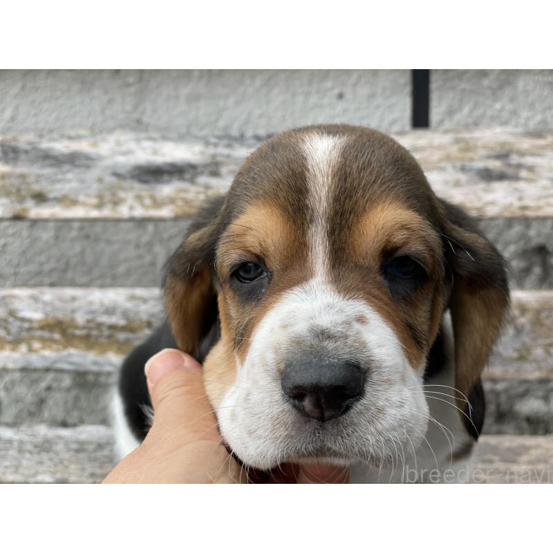 販売中の岐阜県のバセットハウンド-423291の2枚目