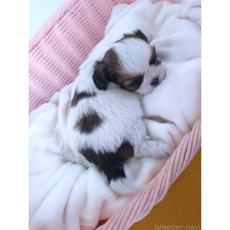 販売中の大阪府のシーズー-423292の7枚目