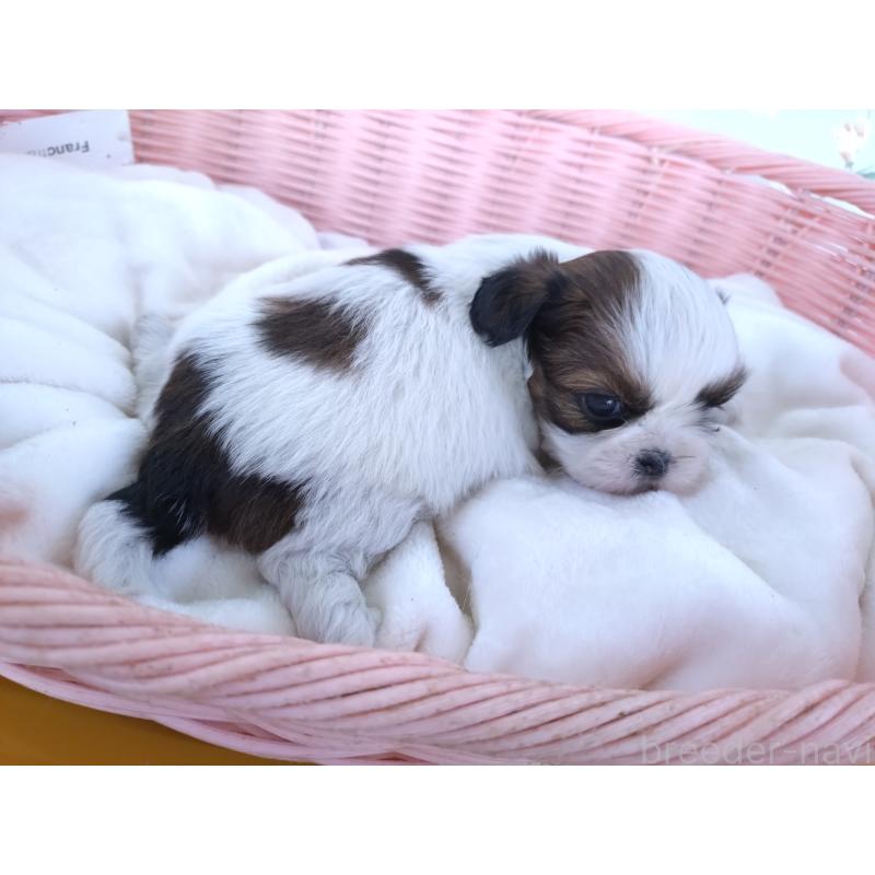 販売中の大阪府のシーズー-423292の6枚目