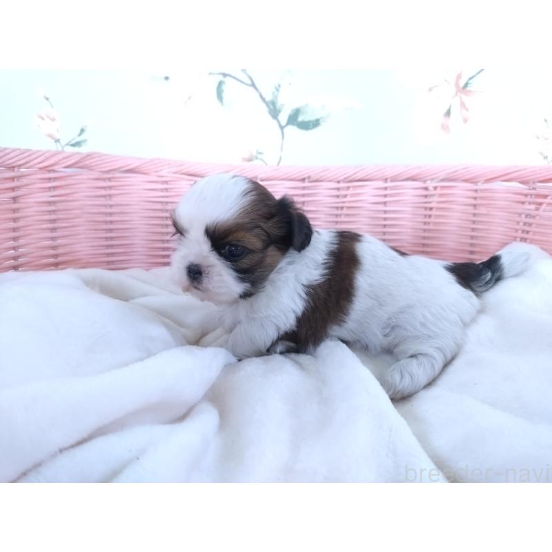 販売中の大阪府のシーズー-423292の5枚目