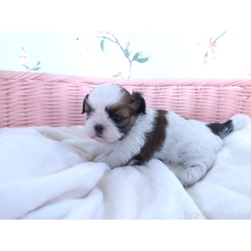 販売中の大阪府のシーズー-423292の4枚目