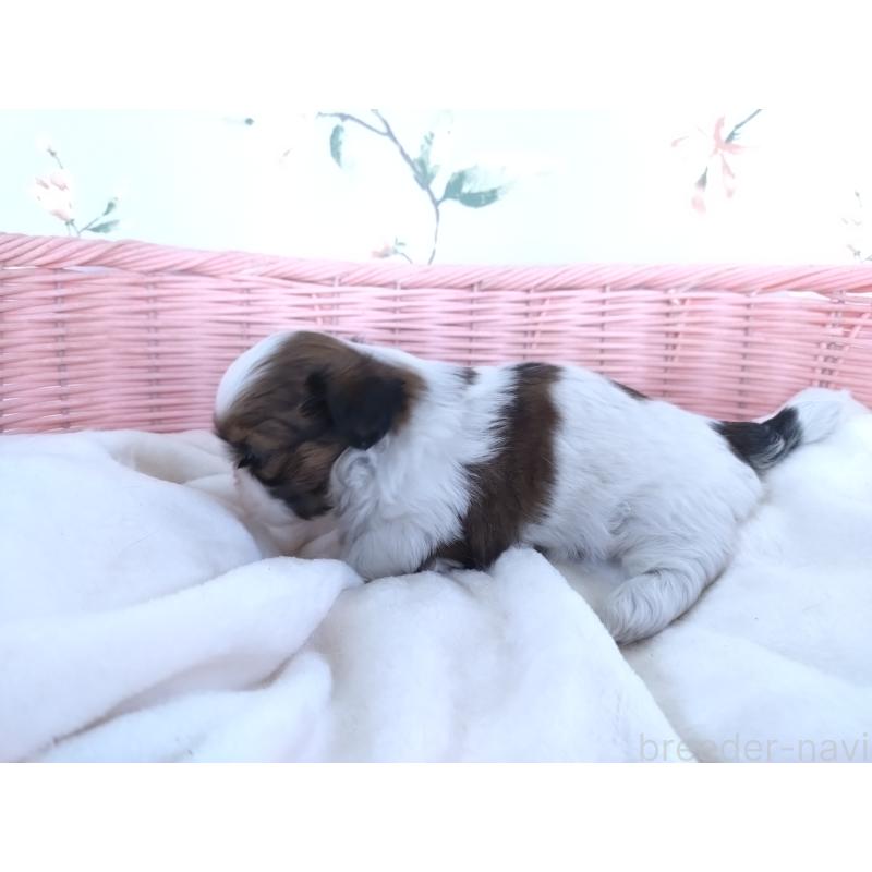 販売中の大阪府のシーズー-423292の3枚目