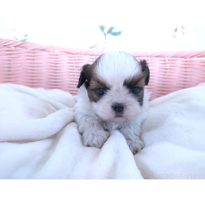 販売中の大阪府のシーズー-423292の2枚目