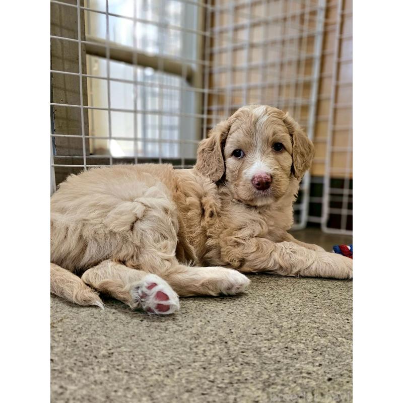 販売中の長野県のミックス犬-418629の6枚目