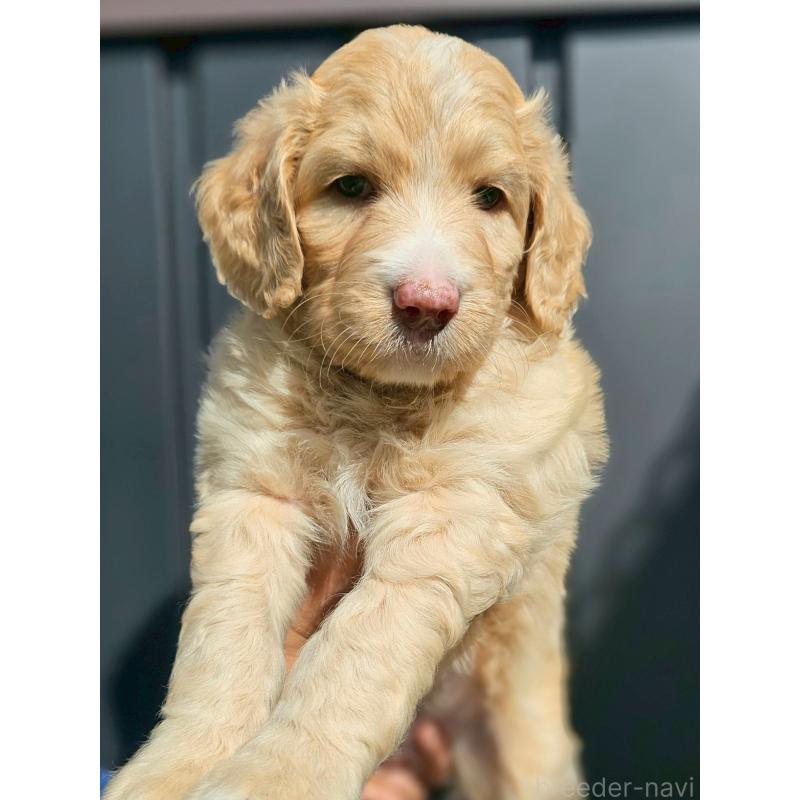 販売中ののミックス犬-418629