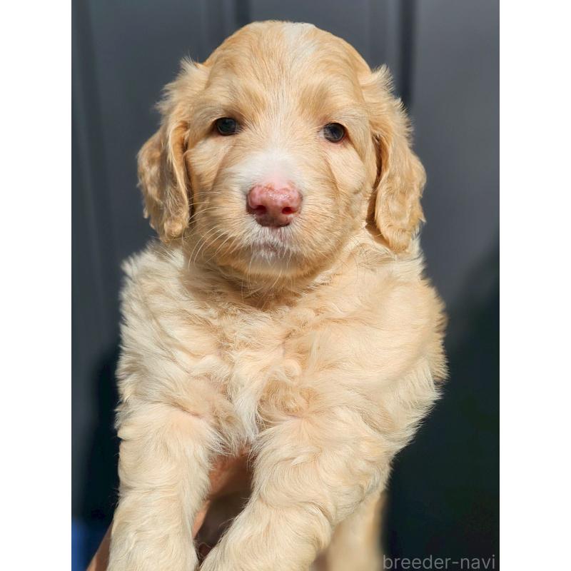 販売中の長野県のミックス犬-418629の4枚目