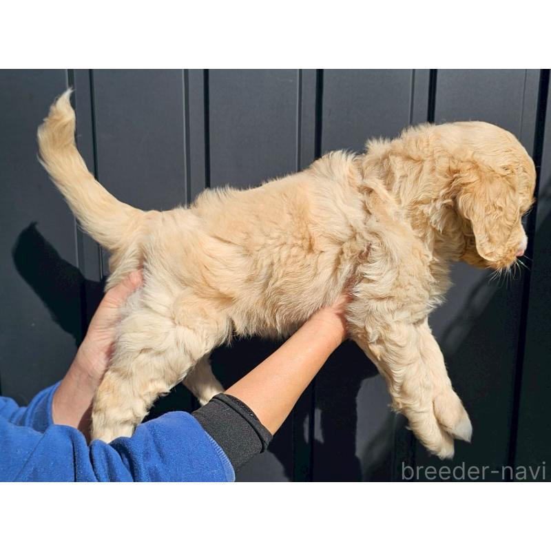 販売中の長野県のミックス犬-418629の3枚目