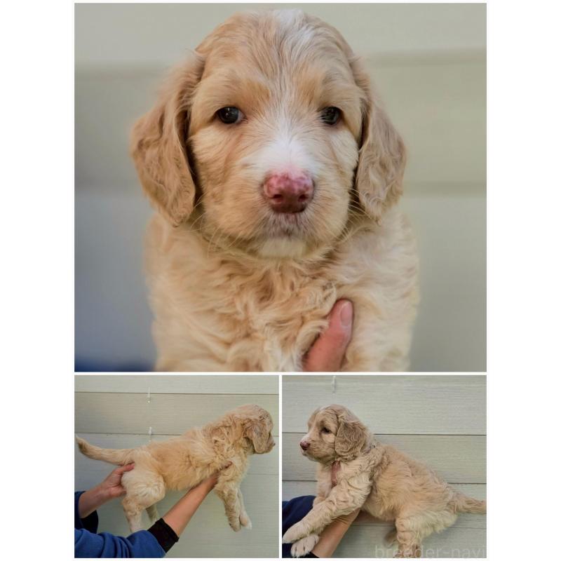 販売中の長野県のミックス犬-418629の2枚目