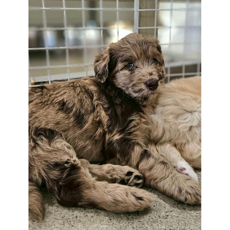 商談中の長野県のミックス犬-418627の7枚目