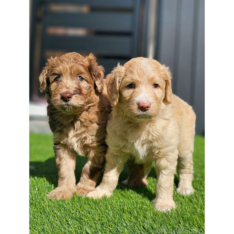 商談中の長野県のミックス犬-418627の6枚目