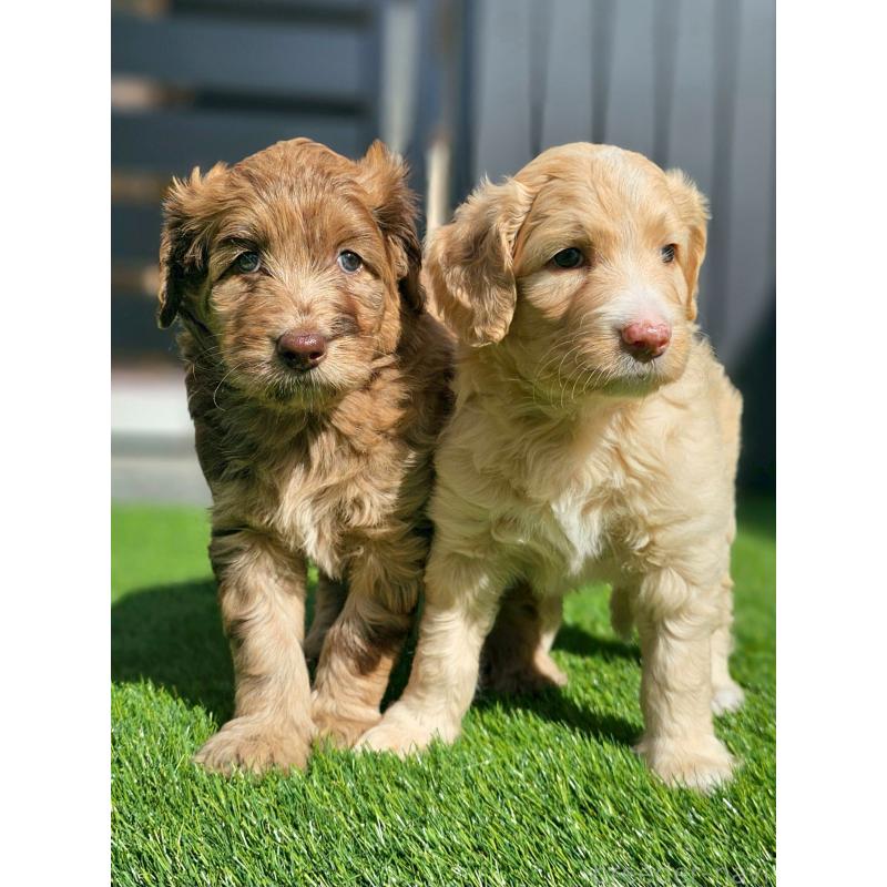 商談中の長野県のミックス犬-418627の5枚目