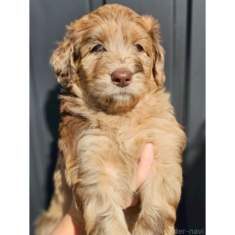 販売中の長野県のミックス犬-418627