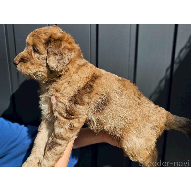 商談中の長野県のミックス犬-418627の4枚目