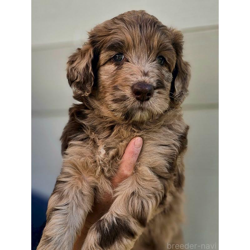 商談中の長野県のミックス犬-418627の3枚目